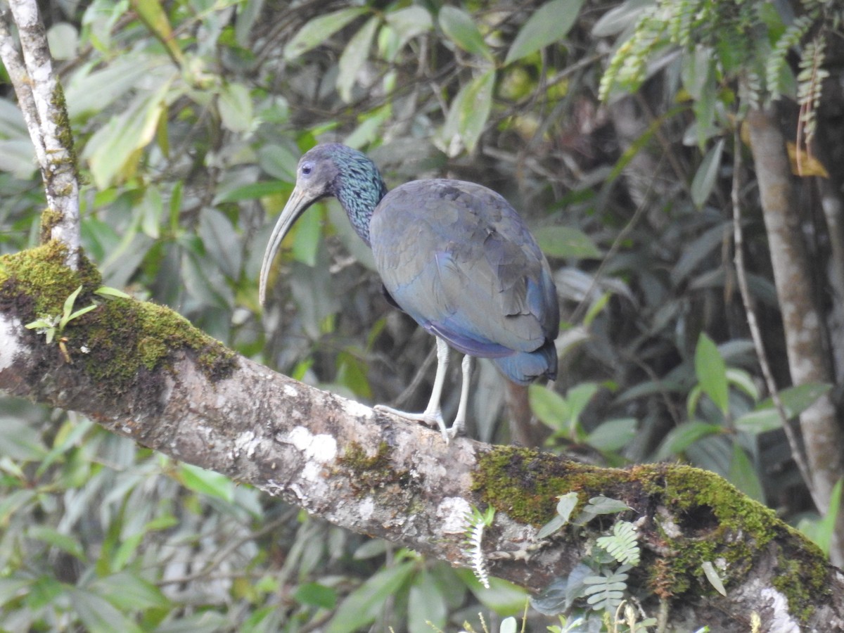 Green Ibis - ML643150835