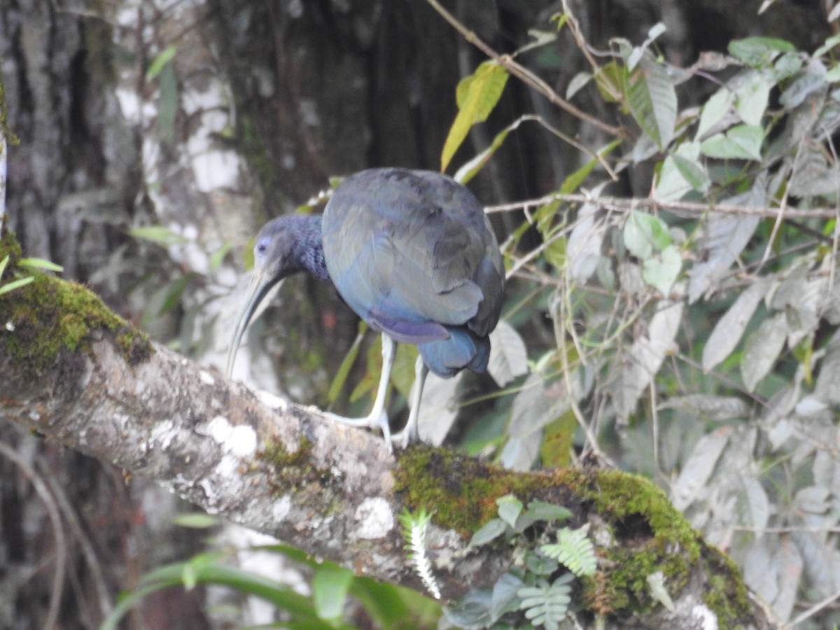 Green Ibis - ML643150836