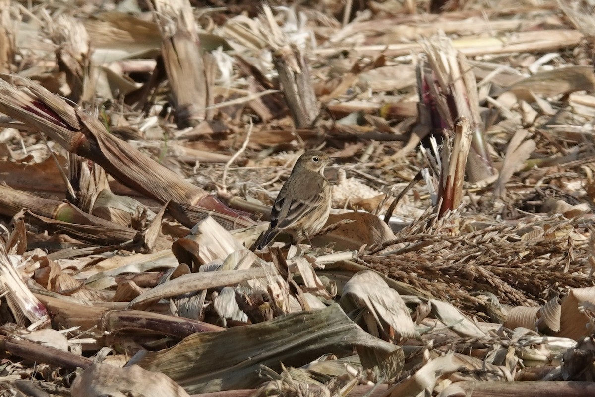 American Pipit - ML643150844