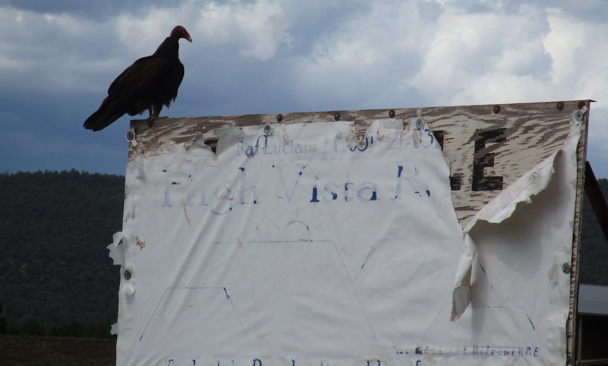 kondor krocanovitý - ML643150846