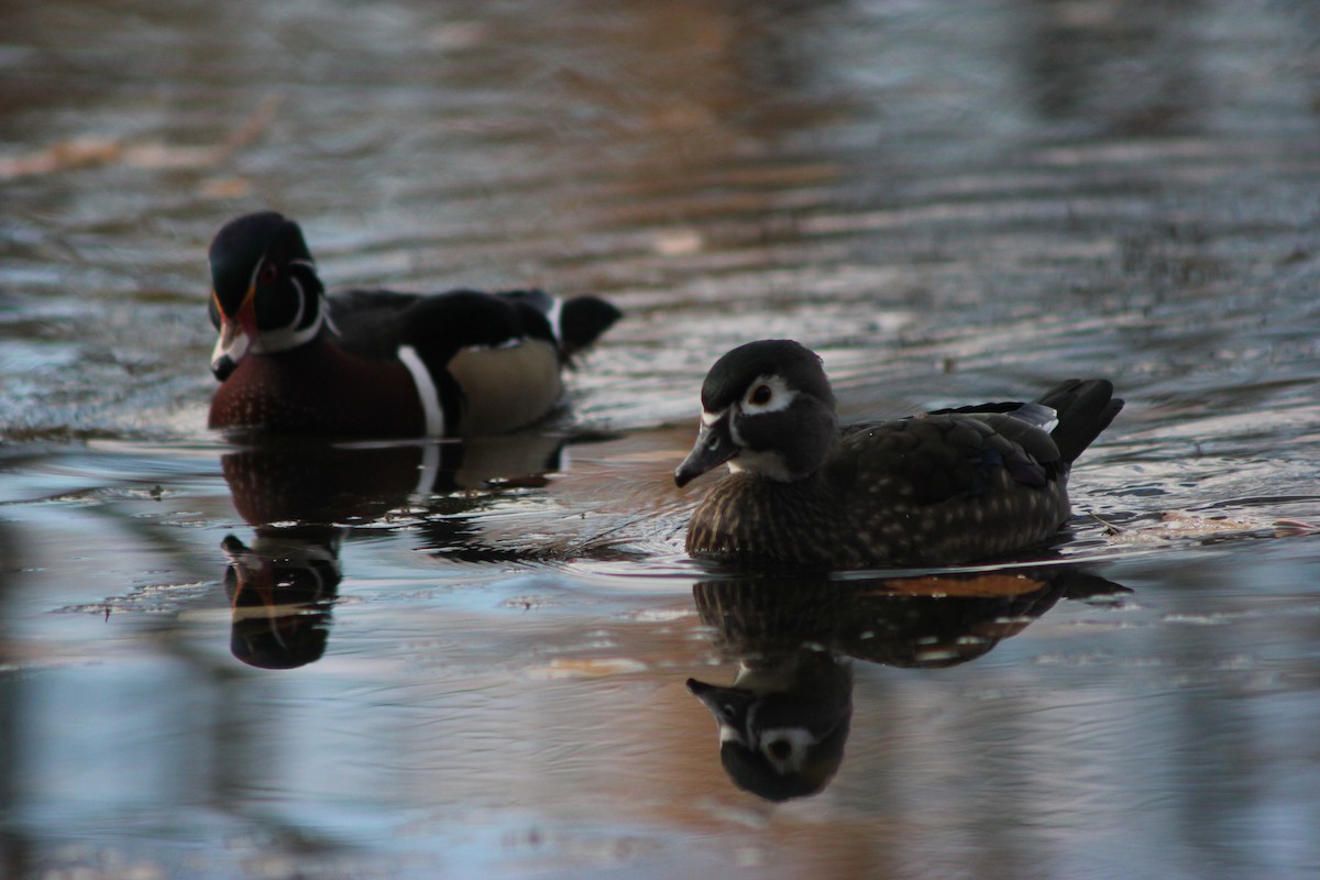 Wood Duck - ML643150850