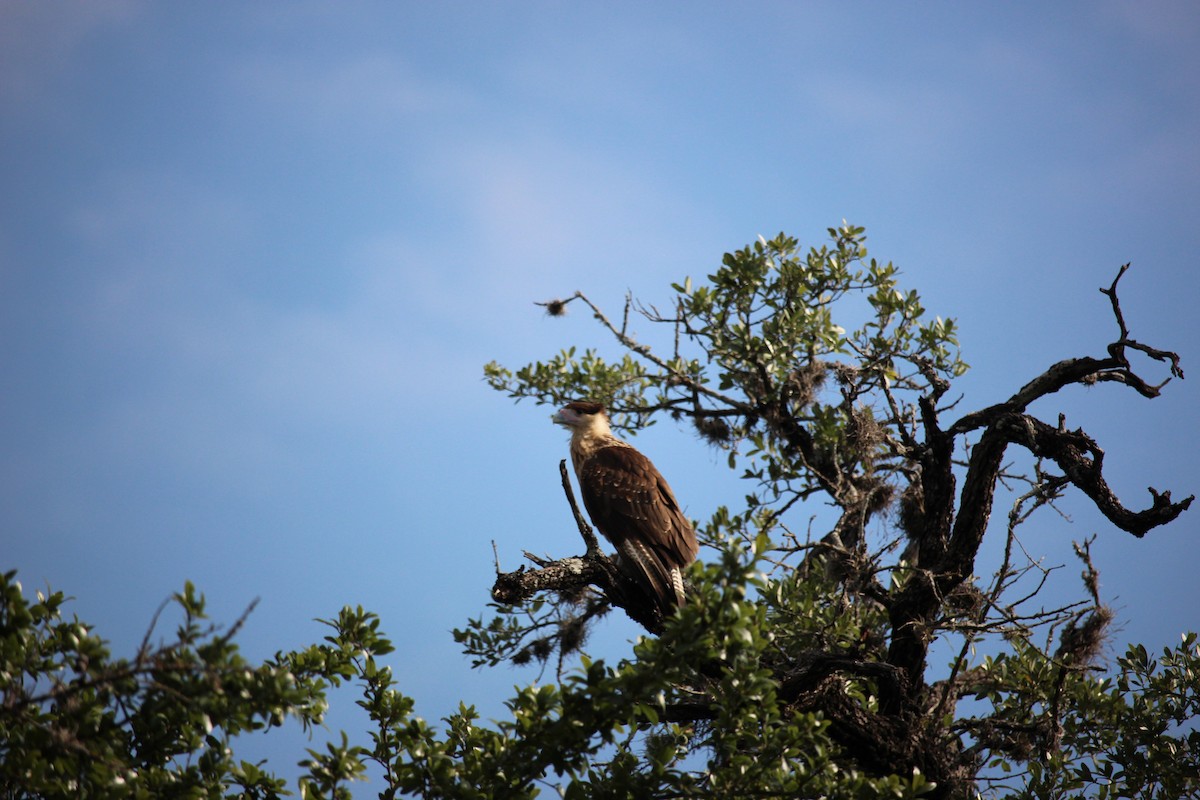 Crested Caracara (Northern) - ML643150853