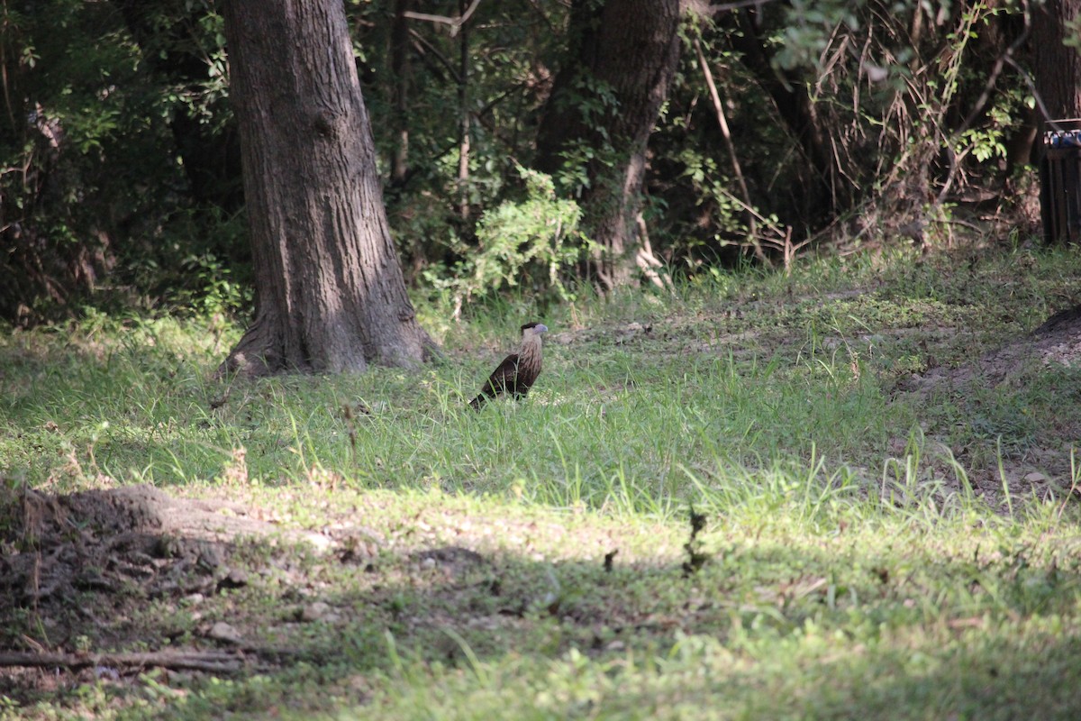 Crested Caracara (Northern) - ML643150854