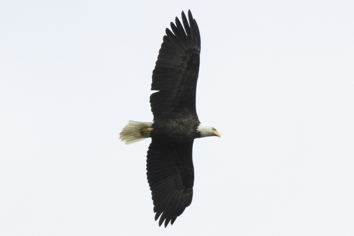 Bald Eagle - ML643150857