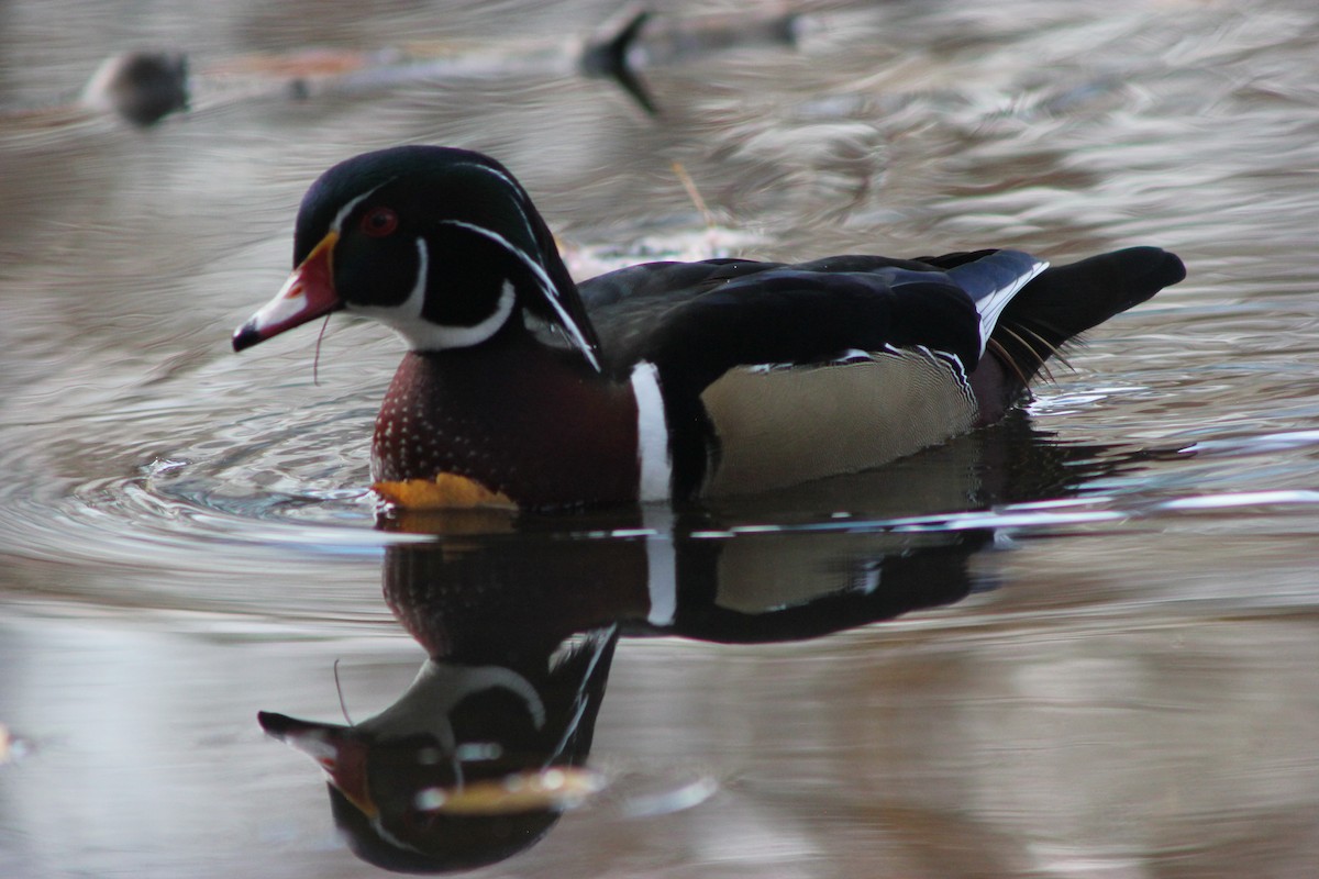 Wood Duck - ML643150862