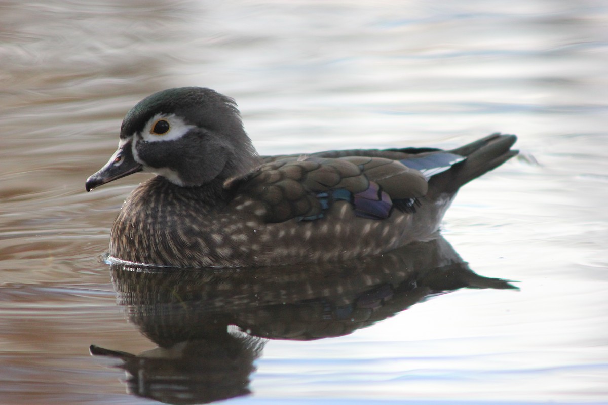 Wood Duck - ML643150864
