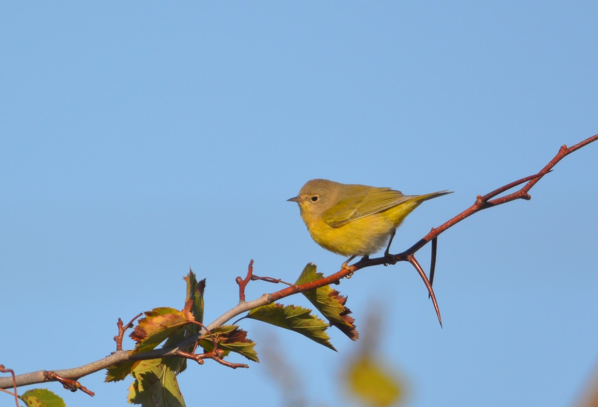 Nashville Warbler - ML643150875