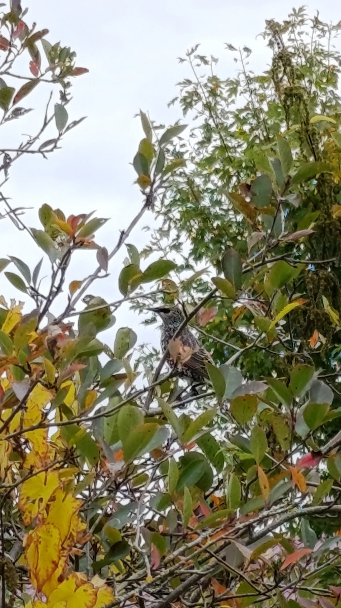 European Starling - ML643150876