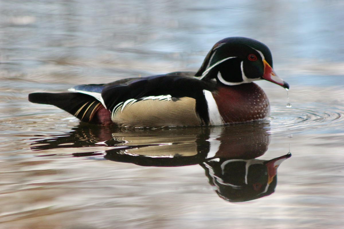 Wood Duck - ML643150879
