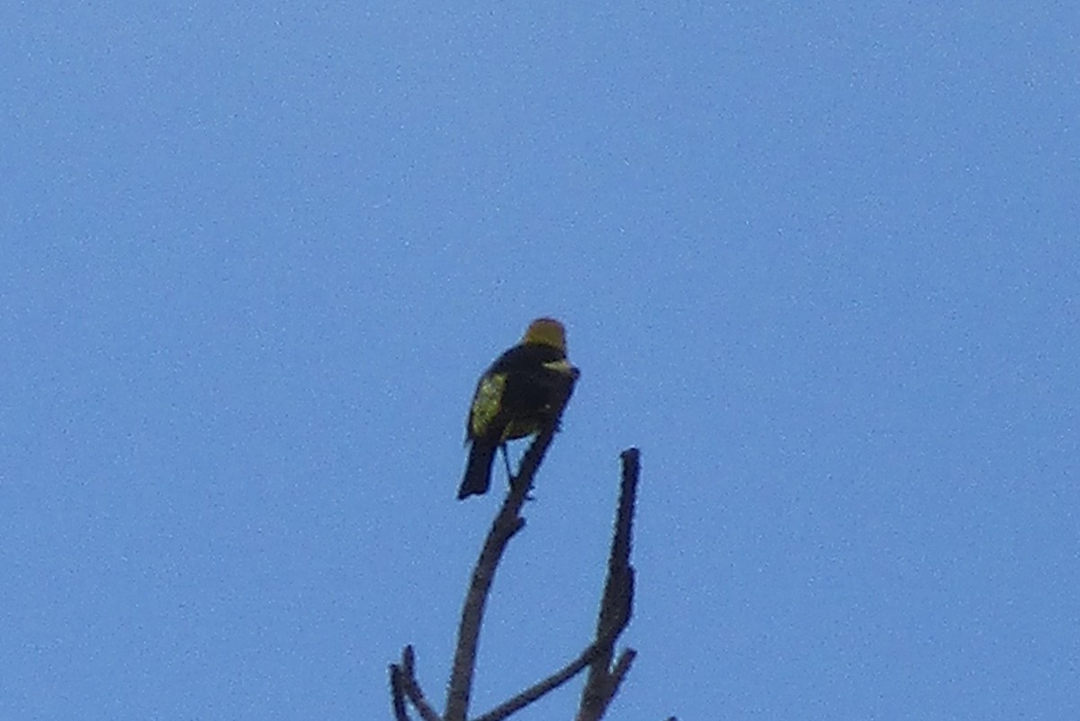 vlhovec žlutohlavý - ML643150896