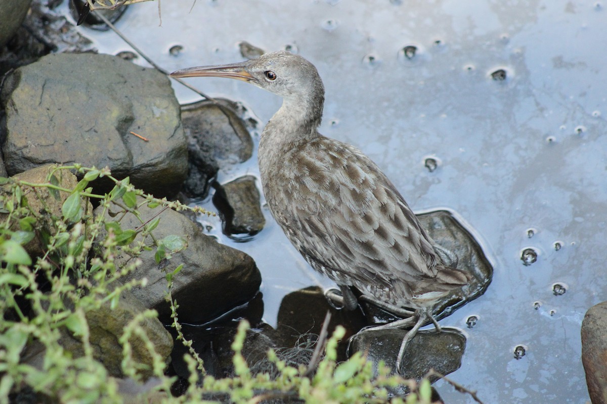 Clapper Rail - ML643150906