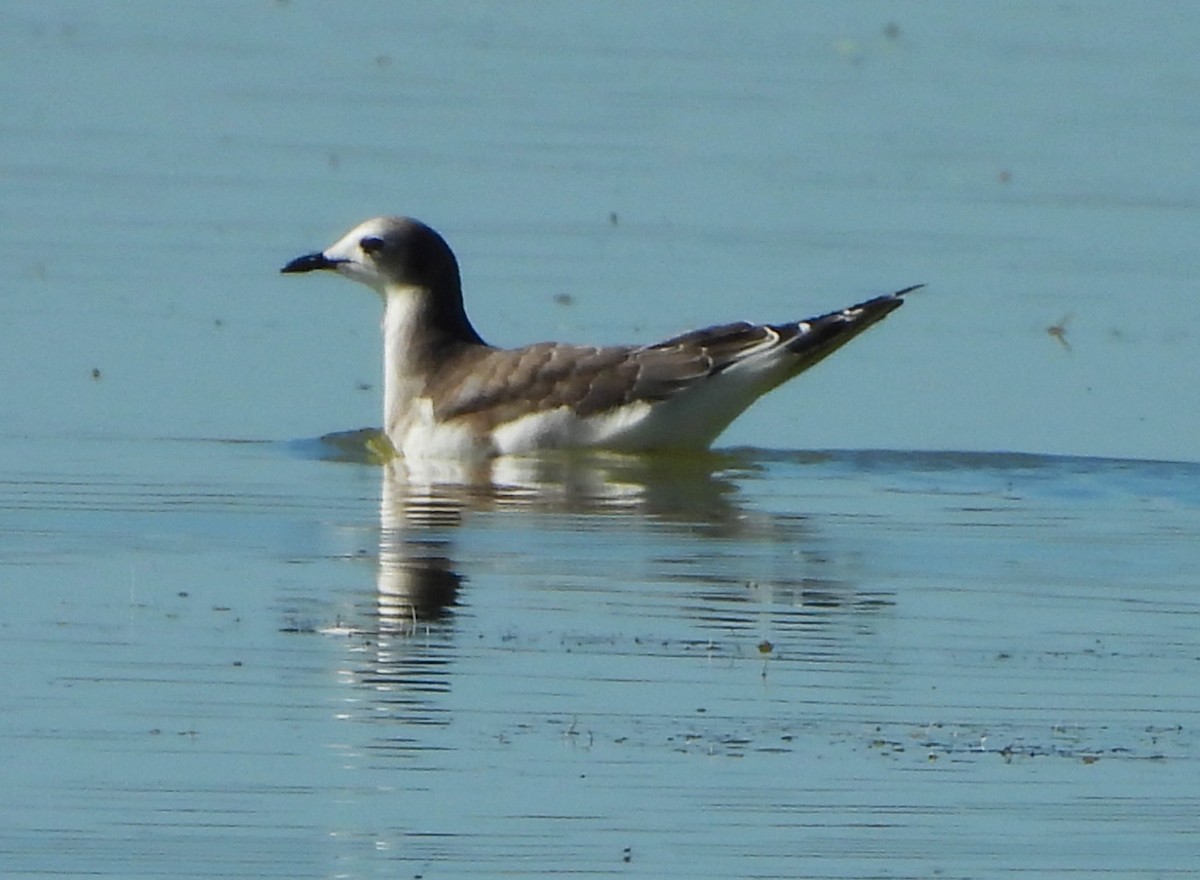 Sabine's Gull - ML643150908