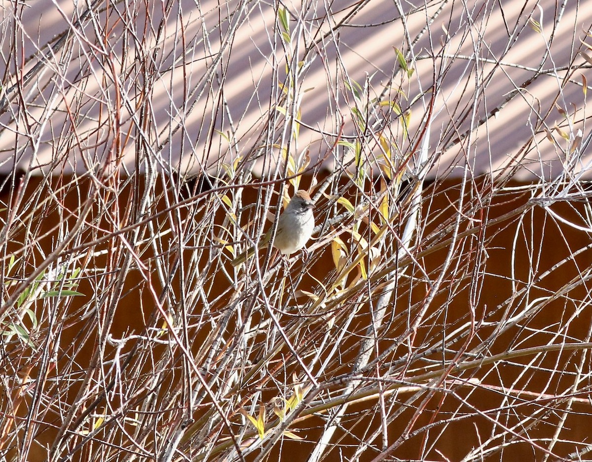 Green-tailed Towhee - ML643150916