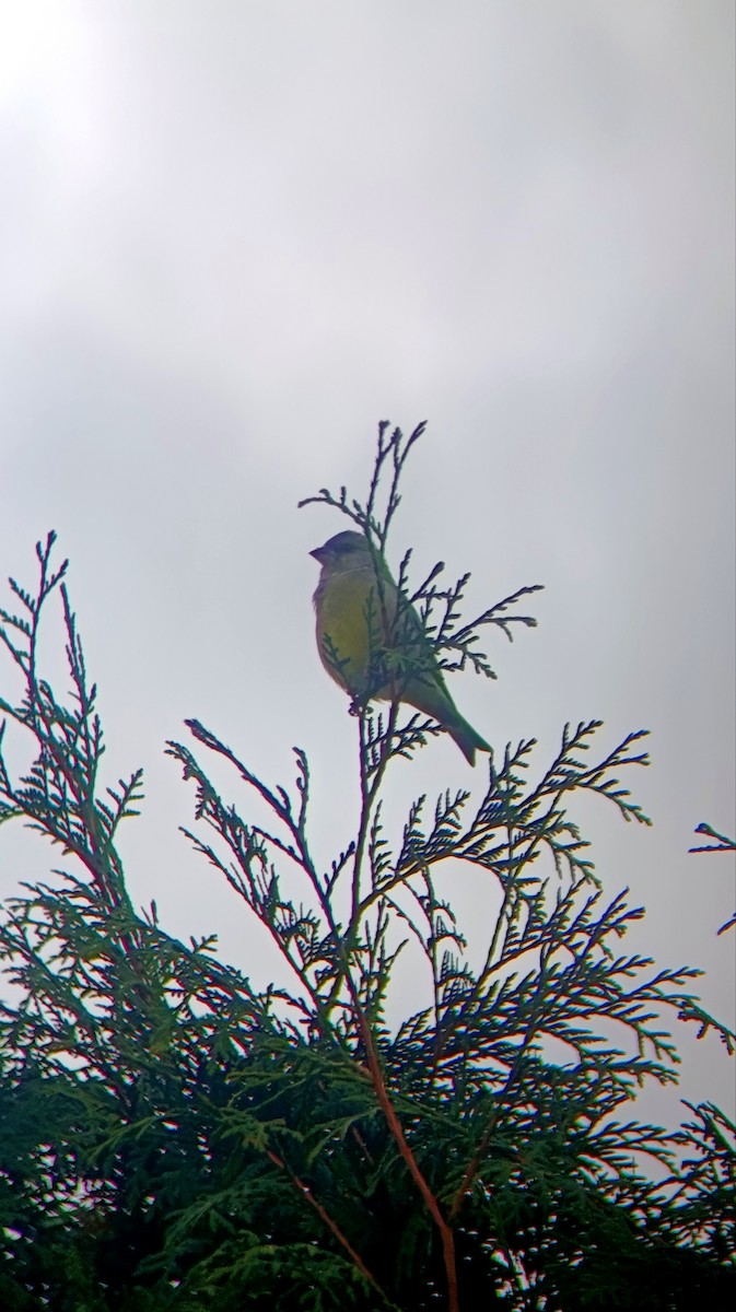 European Greenfinch - ML643150917