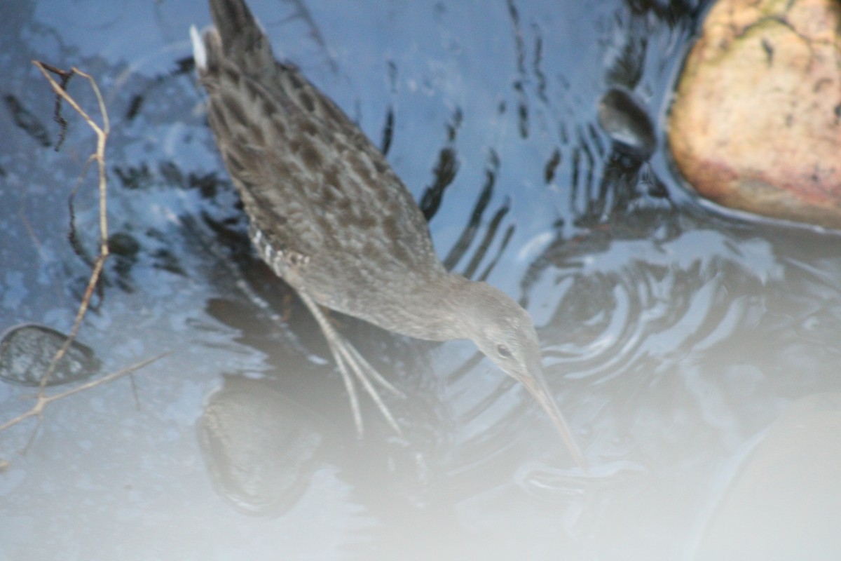 Clapper Rail - ML643150920
