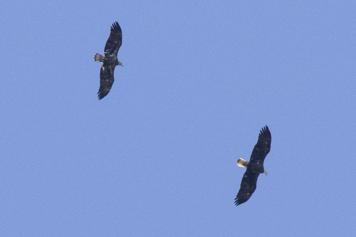 Bald Eagle - ML643150922