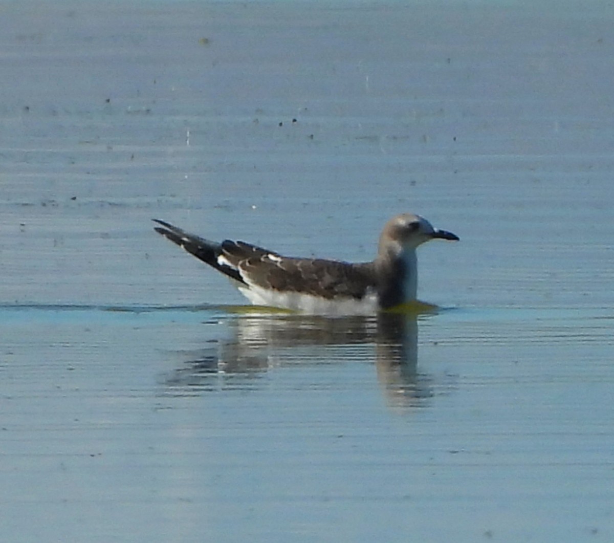 Sabine's Gull - ML643150923