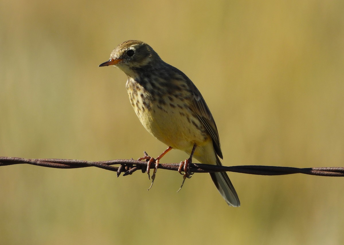 American Pipit - ML643150931