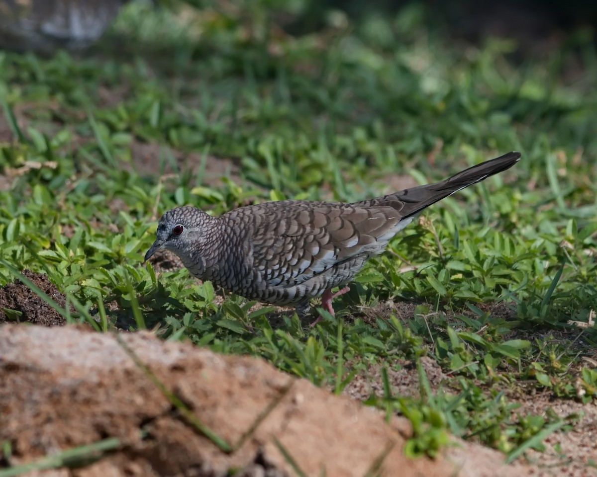Scaled Dove - ML643150932