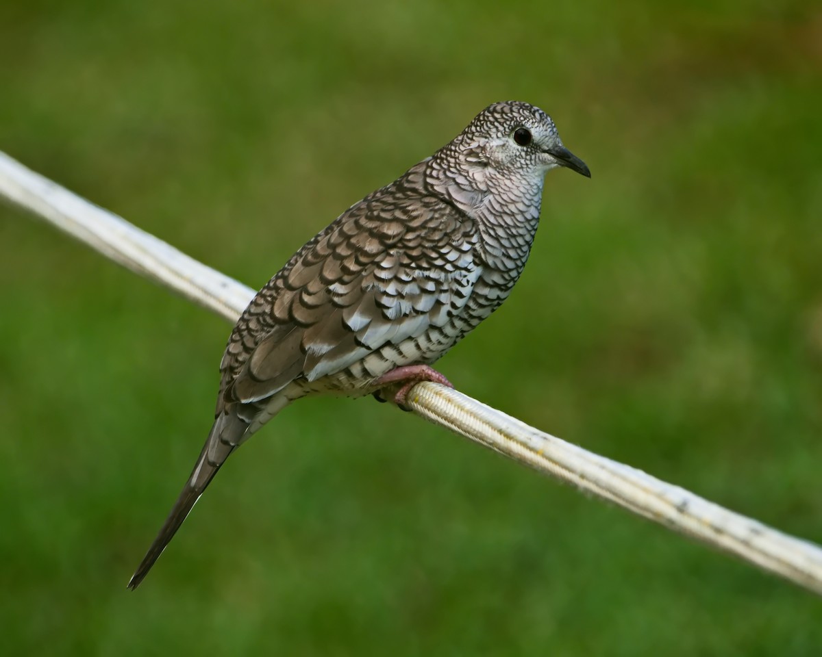 Scaled Dove - ML643150933