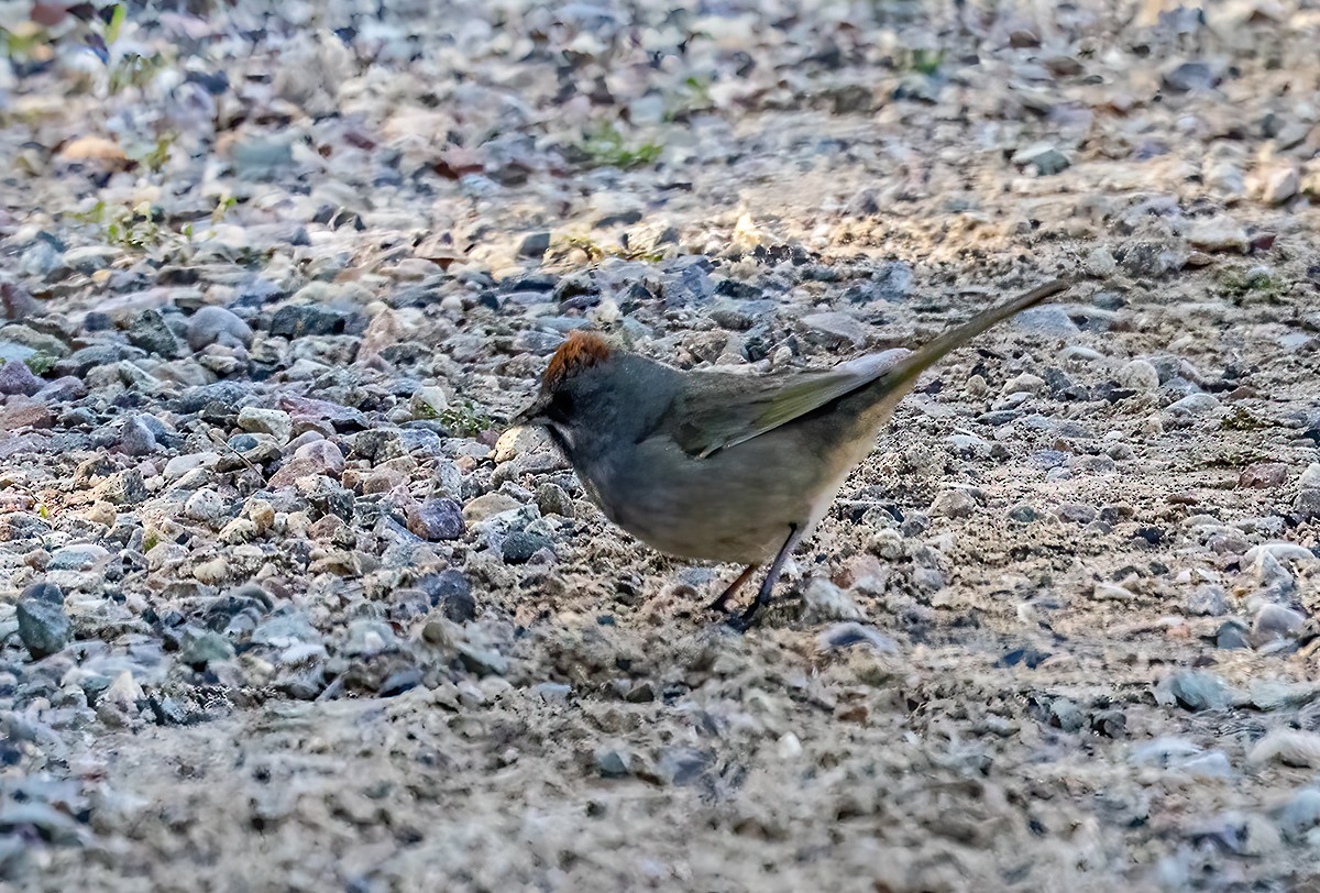 Green-tailed Towhee - ML643150941