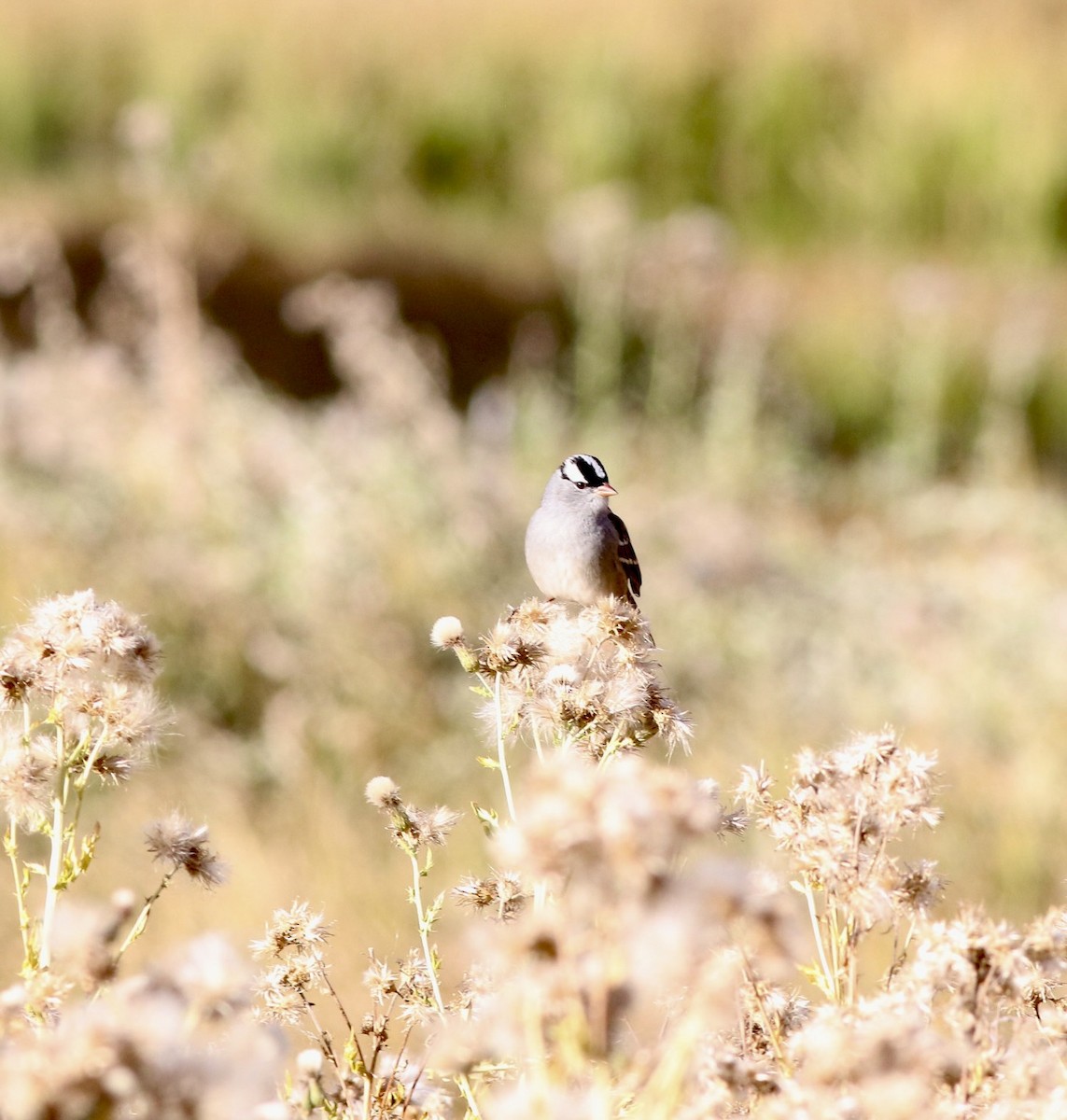 White-crowned Sparrow - ML643150944