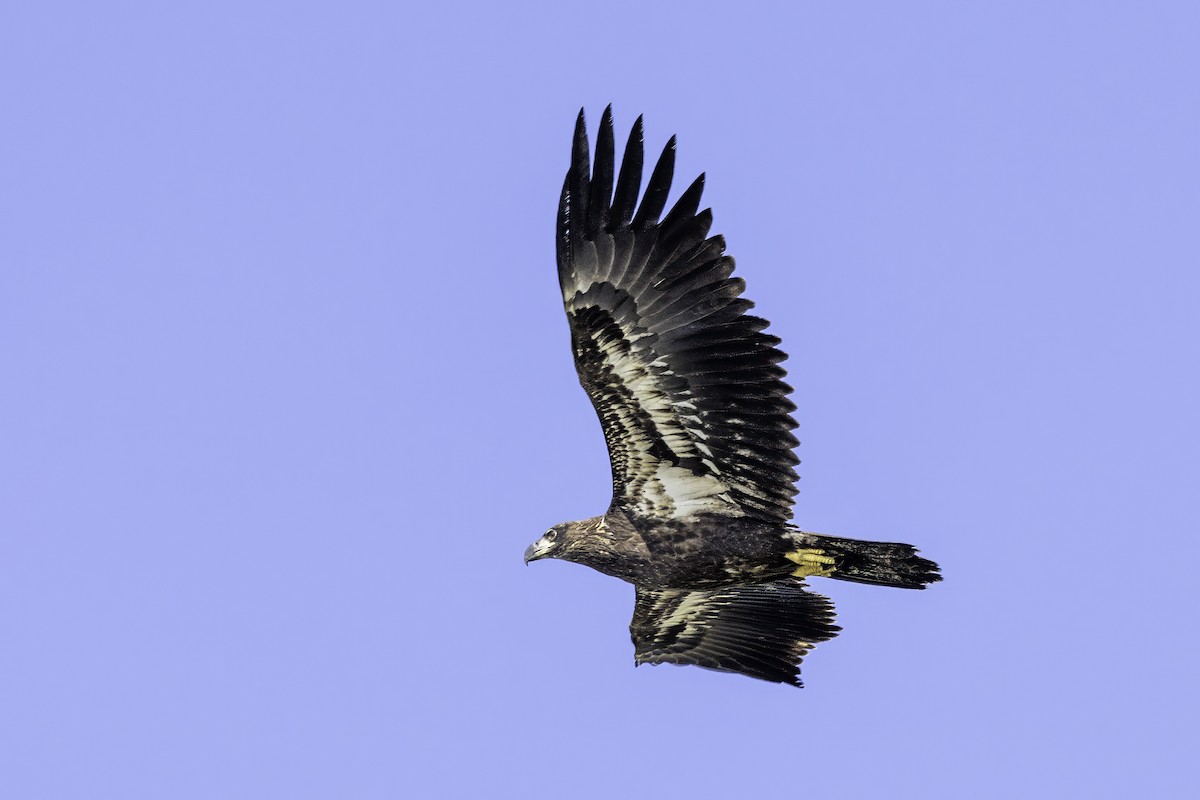 Bald Eagle - ML643150945