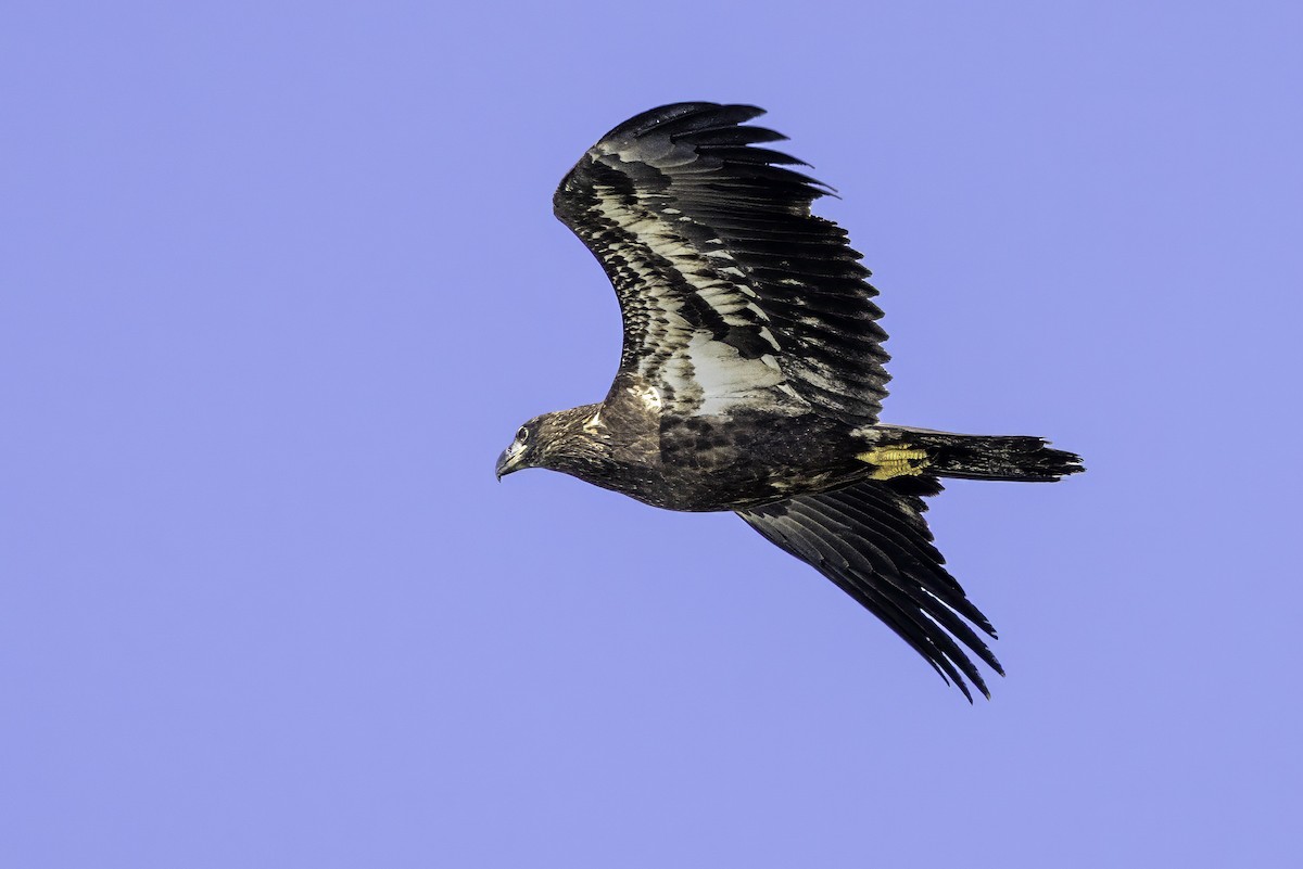 Bald Eagle - ML643150946