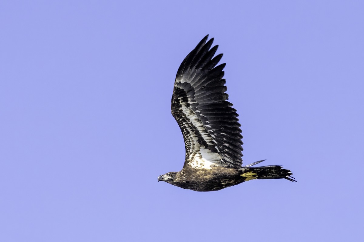 Bald Eagle - ML643150949