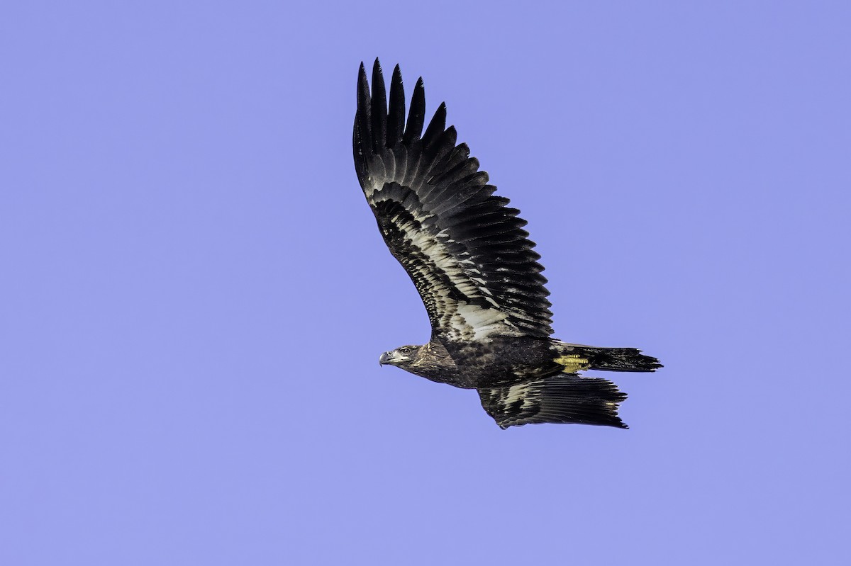 Bald Eagle - ML643150954