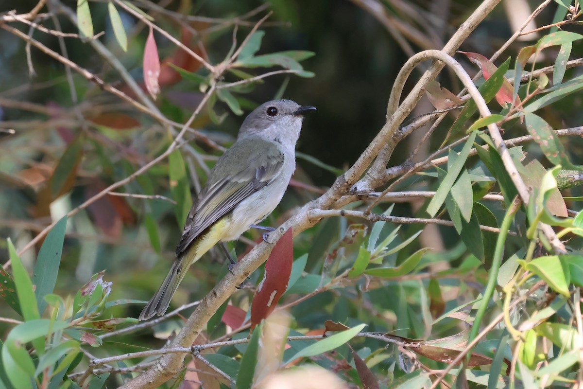 Golden Whistler - ML643150957
