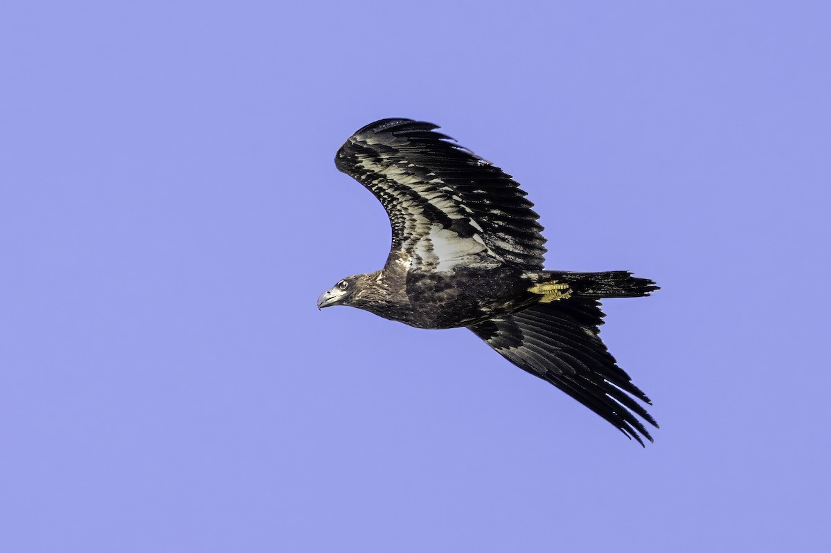 Bald Eagle - ML643150958
