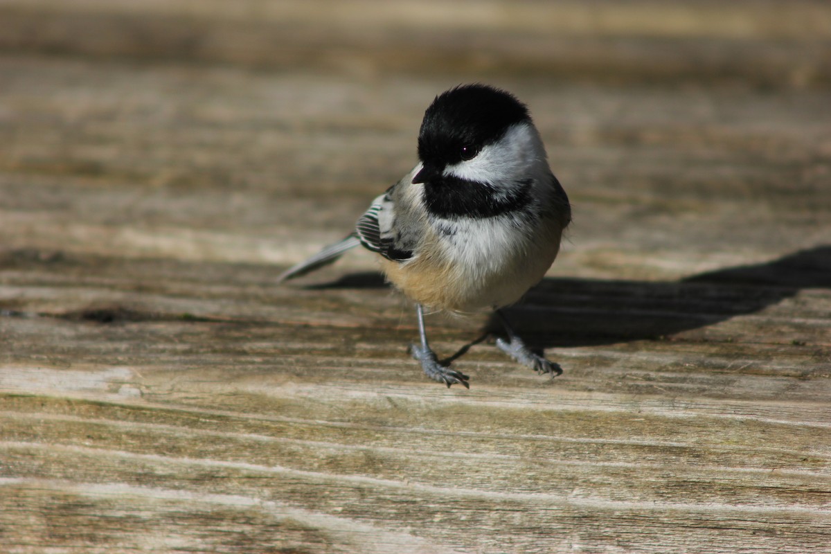 Black-capped Chickadee - ML643150979