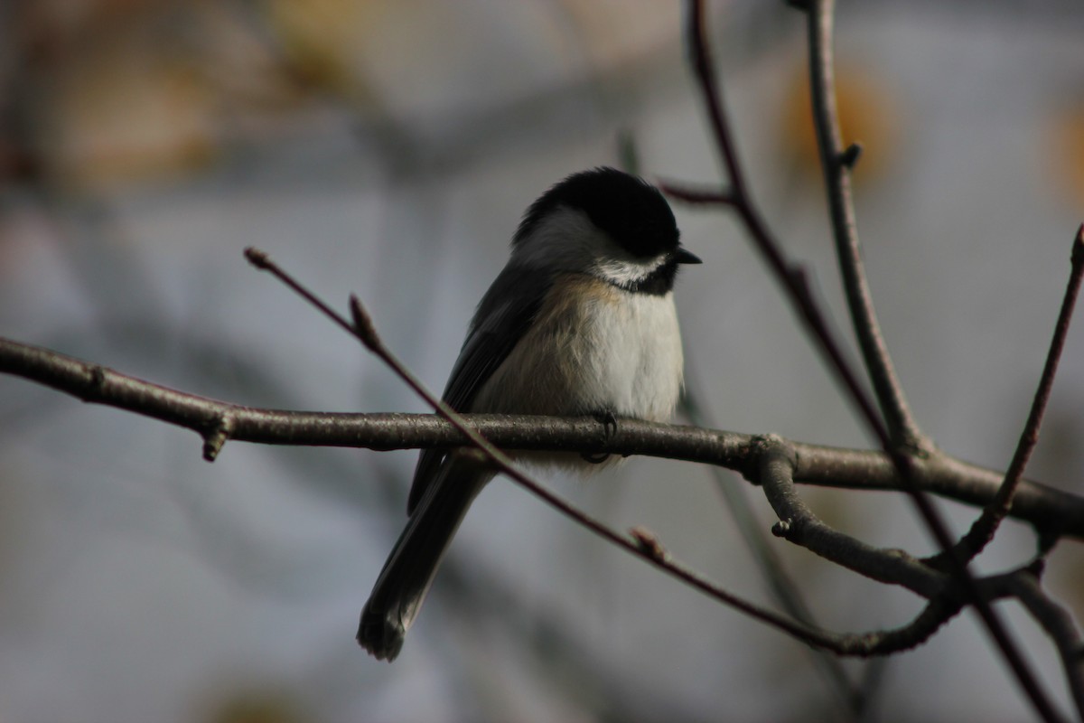 Black-capped Chickadee - ML643150985