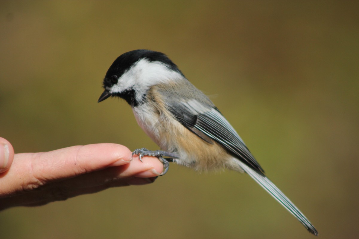 Black-capped Chickadee - ML643151001
