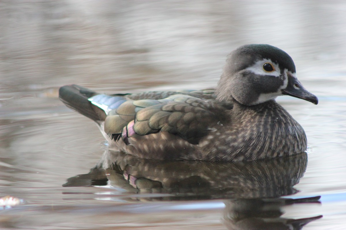 Wood Duck - ML643151013