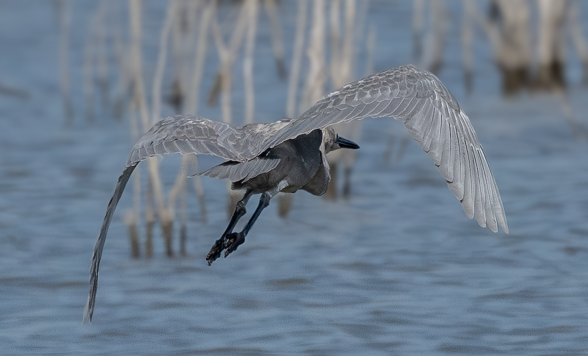 Reddish Egret - ML643151017