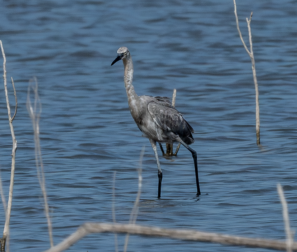 Reddish Egret - ML643151018