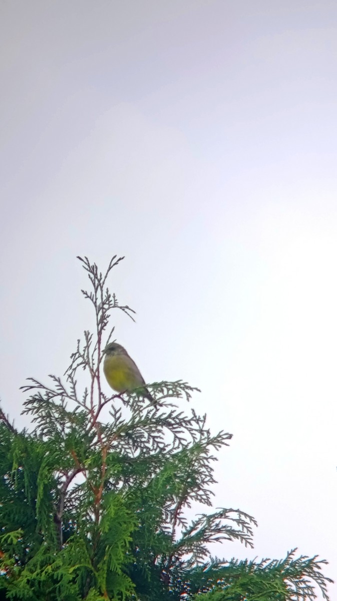 European Greenfinch - ML643151024