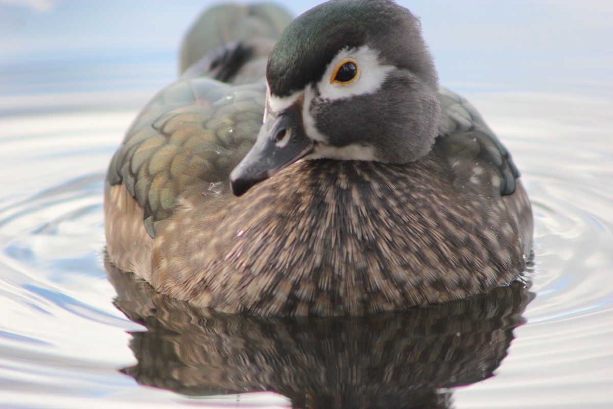 Wood Duck - ML643151026