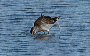 Limnodromo pettorossiccio - ML643151038