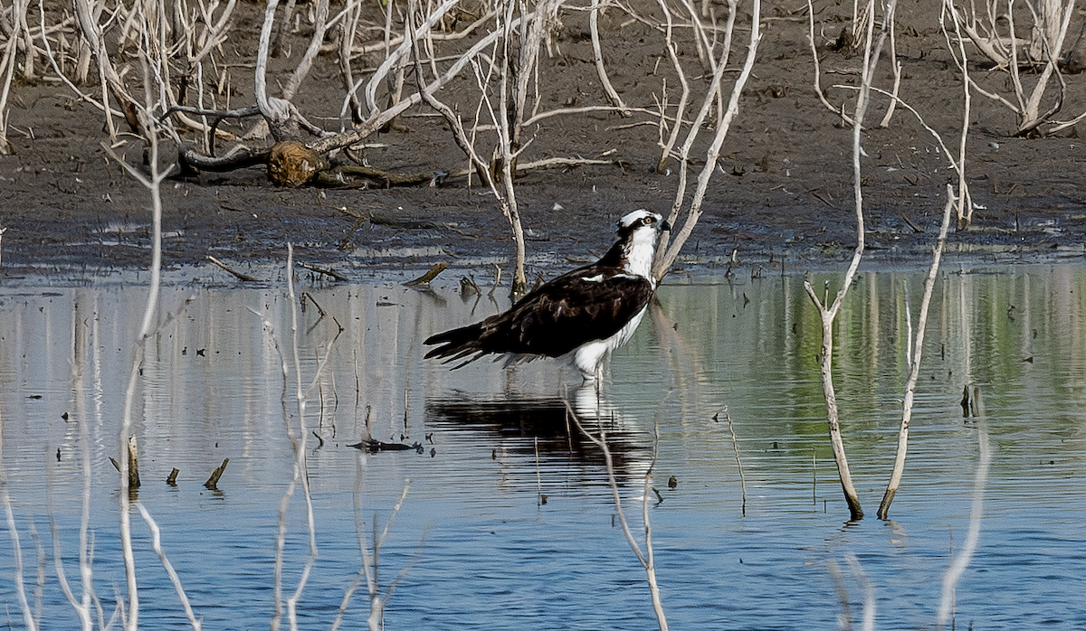 Falco pescatore - ML643151057