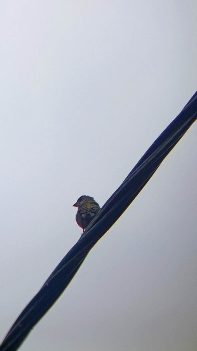 European Greenfinch - ML643151061