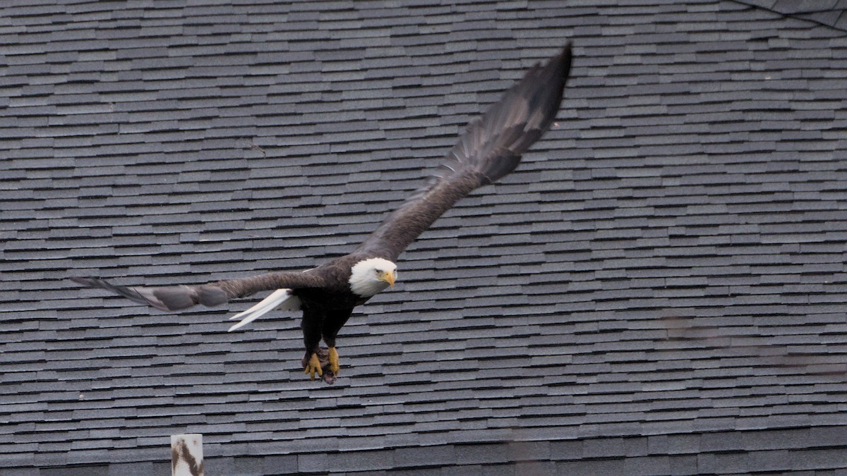 Bald Eagle - ML643151069