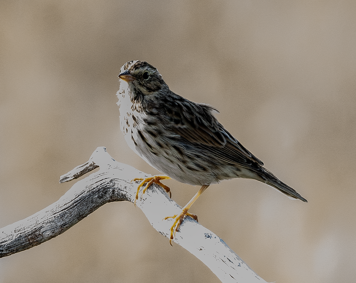 Savannah Sparrow - ML643151070
