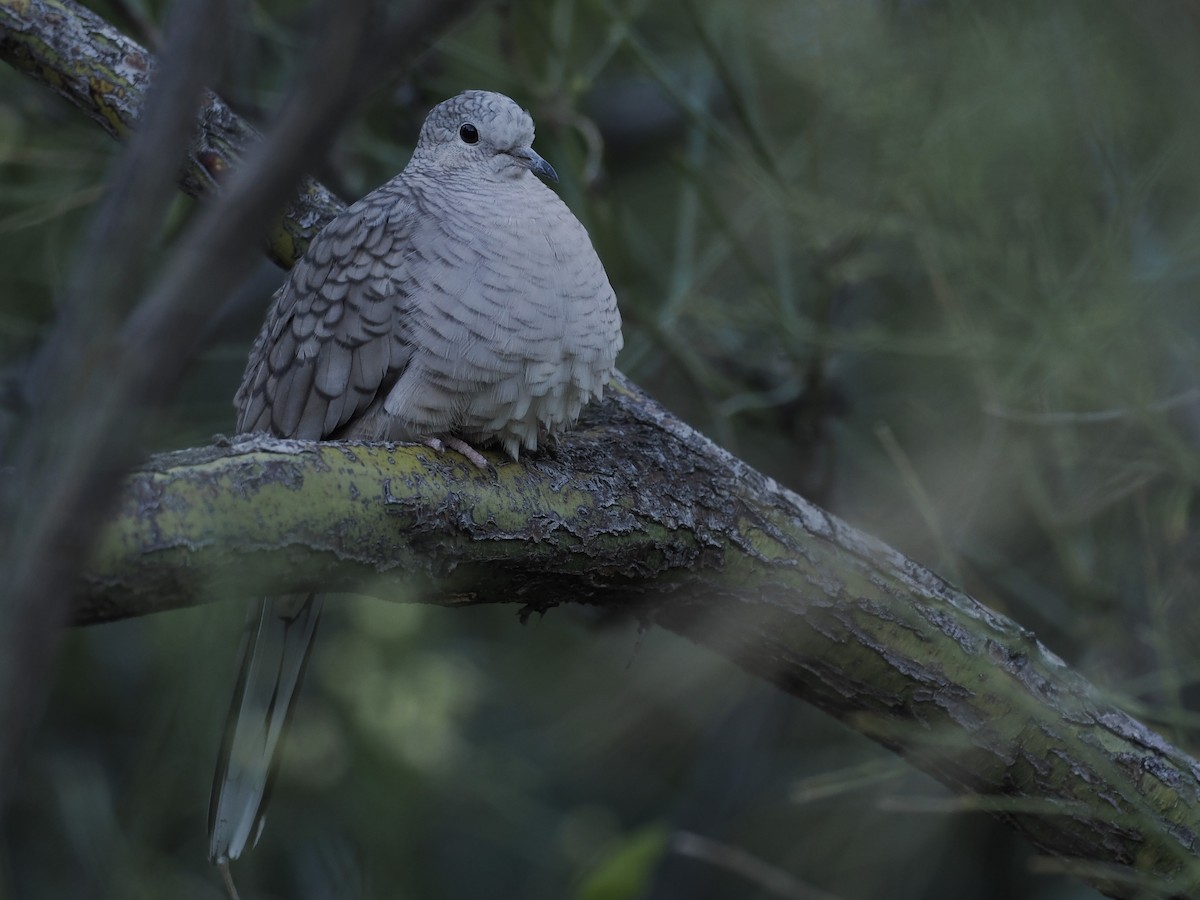 Inca Dove - ML643151079