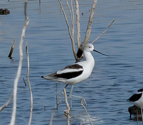 American Avocet - ML643151099