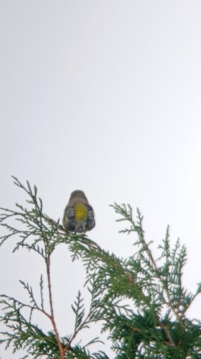 European Greenfinch - ML643151111