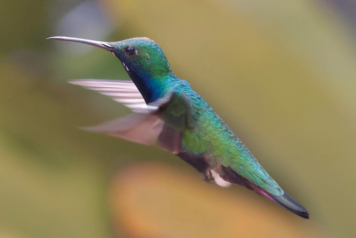 Black-throated Mango - ML643151117