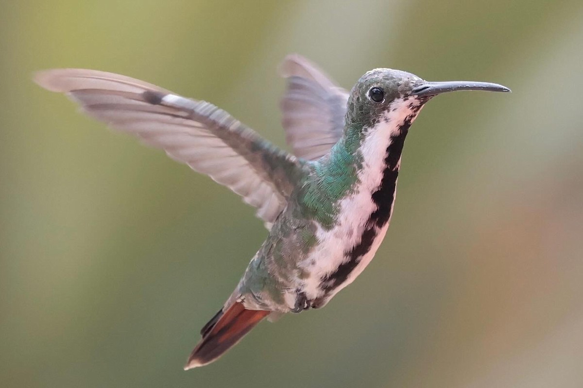 Black-throated Mango - ML643151119